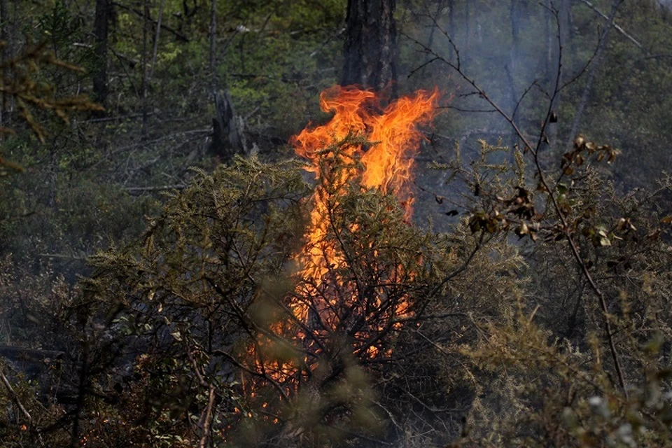 Хабаровский край оказался на четвертом месте по количеству лесных пожаров