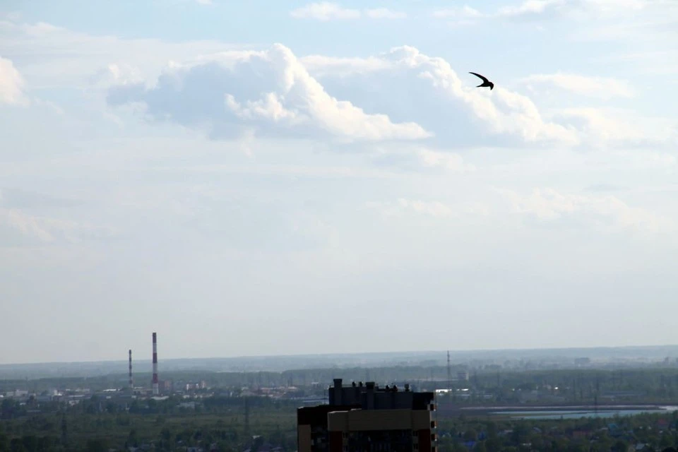 В Новосибирск прилетели черные стрижи.