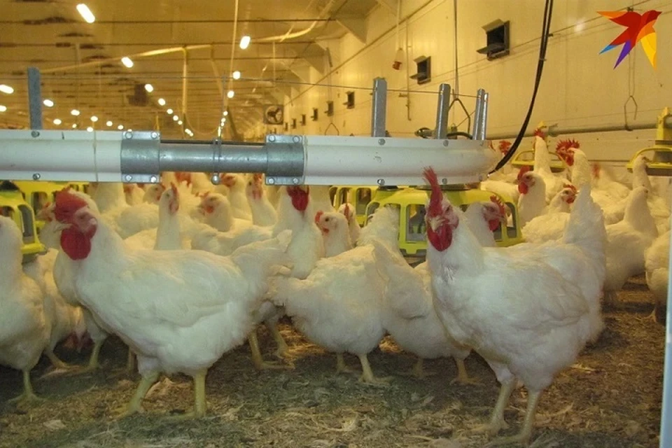 На Скидельской птицефабрике проводят проверку из-за повторяющихся фактов хищения мясной продукции. Фотоиллюстрация