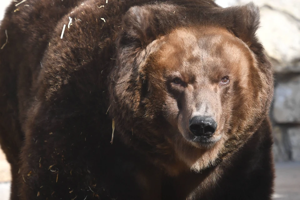 Медведь три часа держал в страхе туристов, нарушивших запрет на посещение Прибайкальского нацпарка
