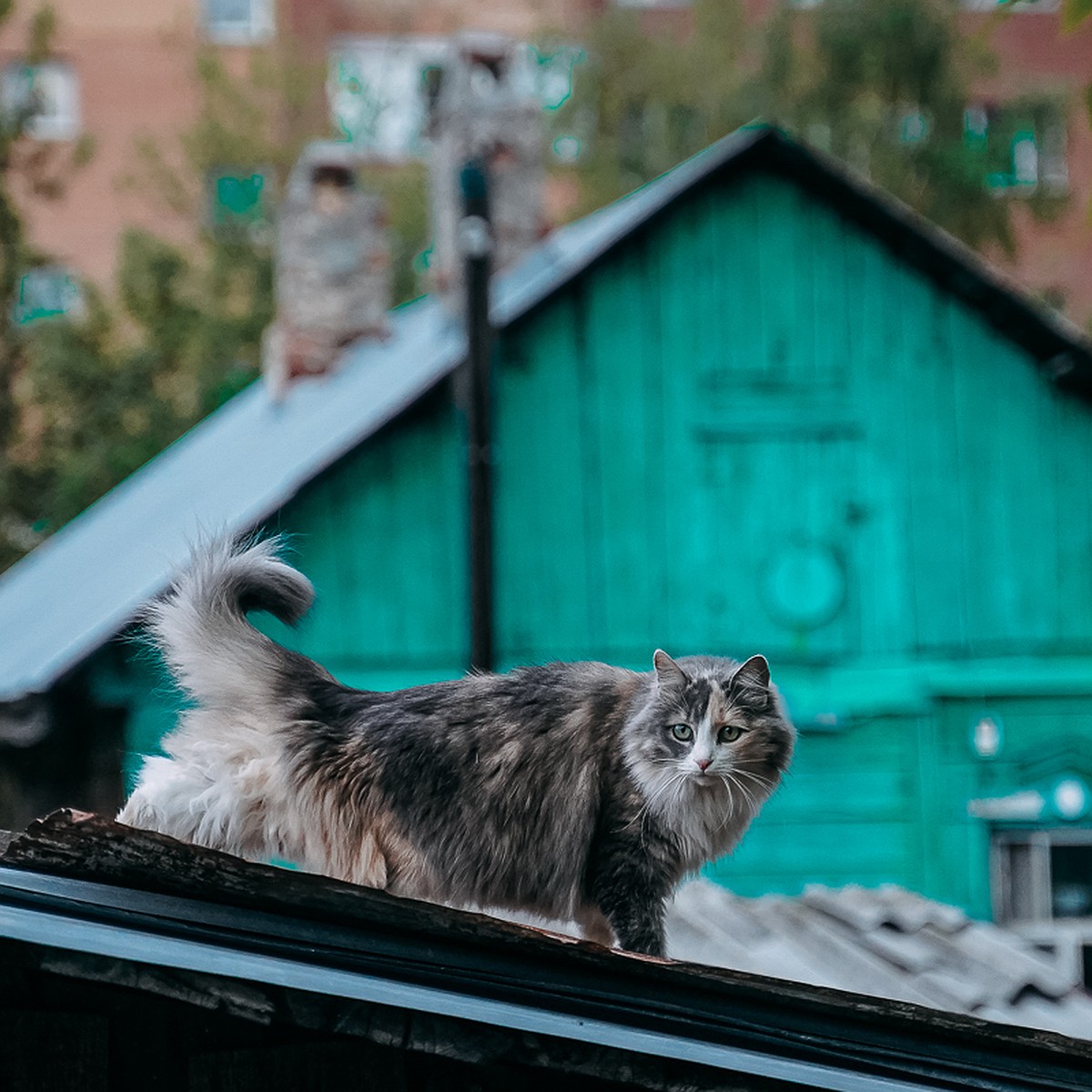 Любитель пельменей, бандит и пожиратель травы: показываем уличных котов в  Самаре - KP.RU