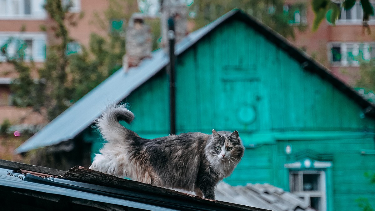 Любитель пельменей, бандит и пожиратель травы: показываем уличных котов в  Самаре - KP.RU