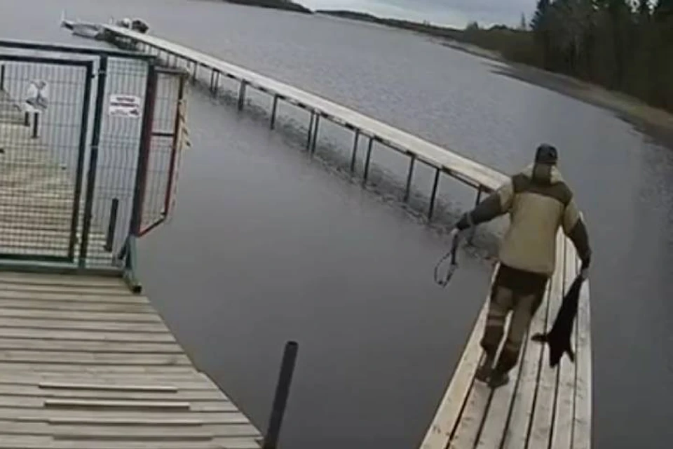 Мужчина схватил нерпенка за задние ласты, чтобы выпустить в озеро в Ленобласти