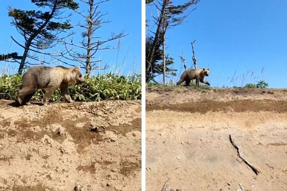 «Что такой бледный?»: сахалинцам повстречался медведь необычного окраса. Фото: стоп-кадр видео