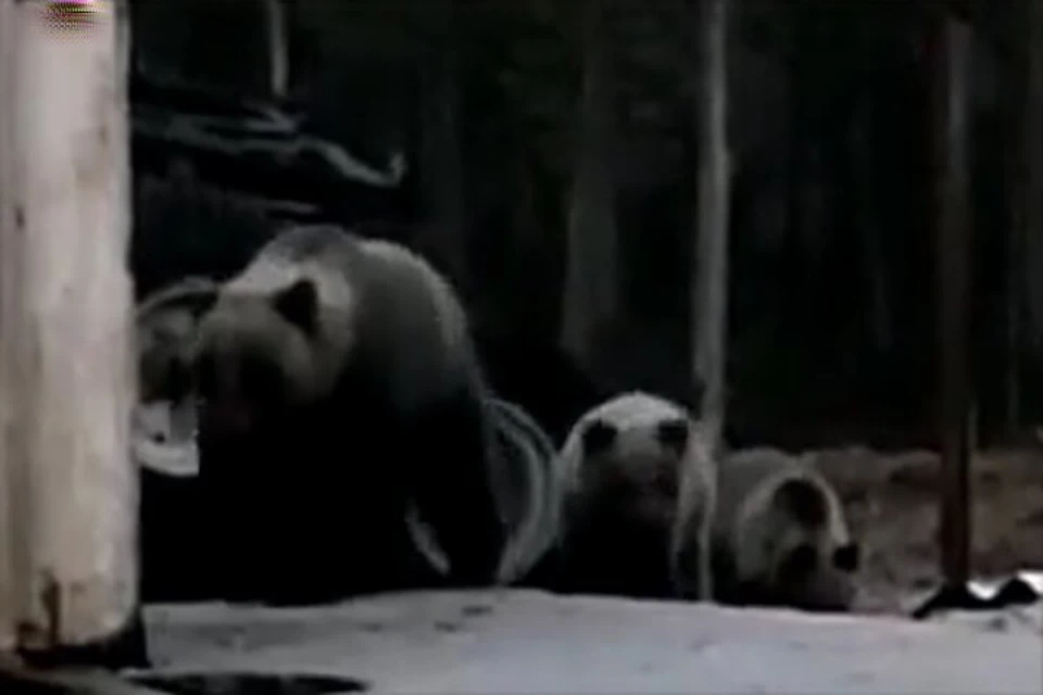 Фото: скриншот из видео. Медведица с медвежатами.