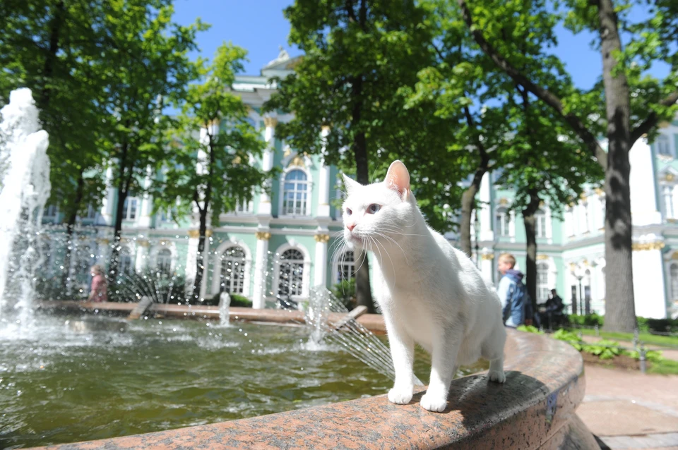 День эрмитажного кота отмечают в Петербурге 28 мая