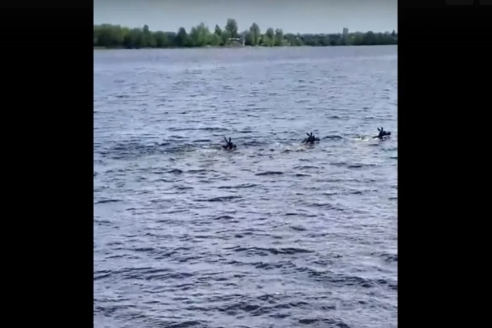 В Ярославле сняли на видео лосей, переплывающих Волгу. Скриншот с видео, группа "Подслушано в Ярославле" ВКонтакте