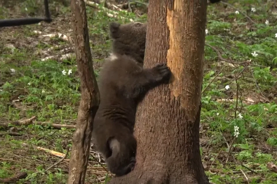 Медвежата активно играют вместе. Фото: скрин с видео vk.com/obrcrussia