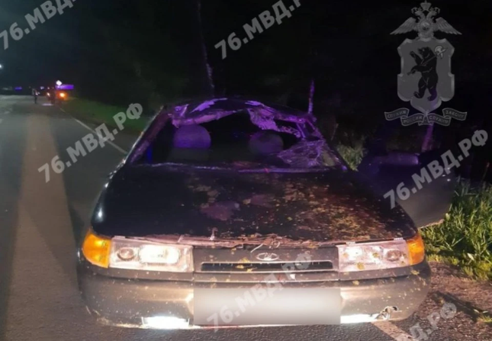 В Рыбинске ночью мужчина на легковушке сбил лося