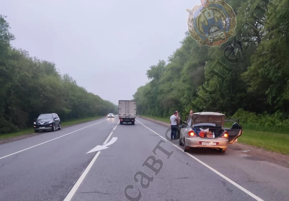 В Тульской области KIA сбила лося: пострадали три человека, включая подростка