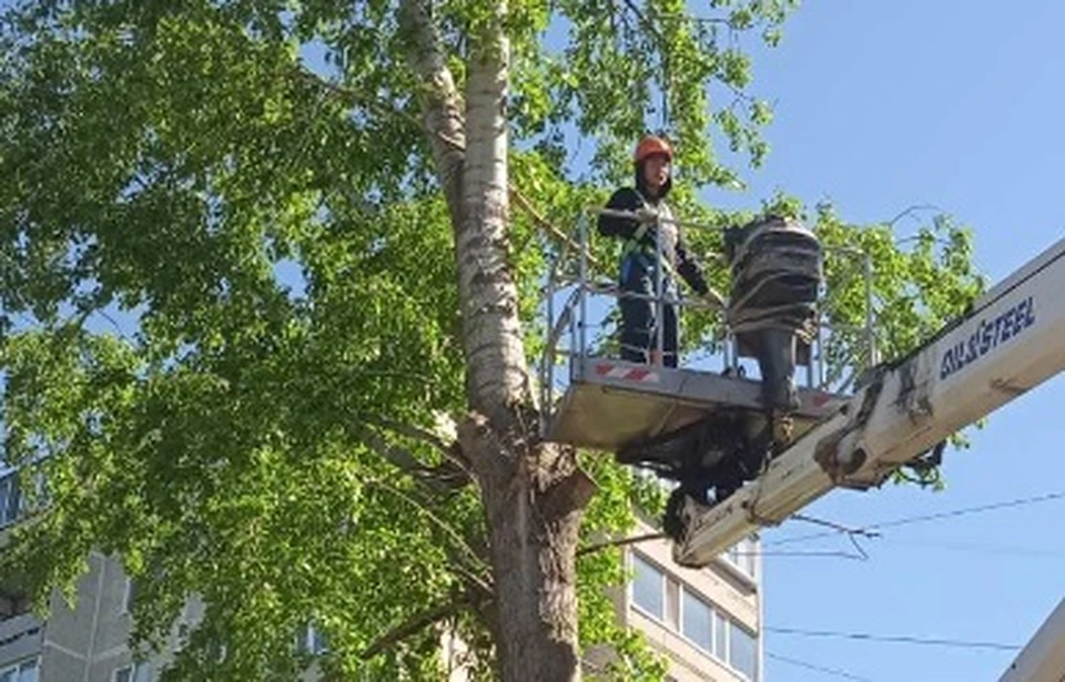 На неделе город недосчитается еще 88 деревьев