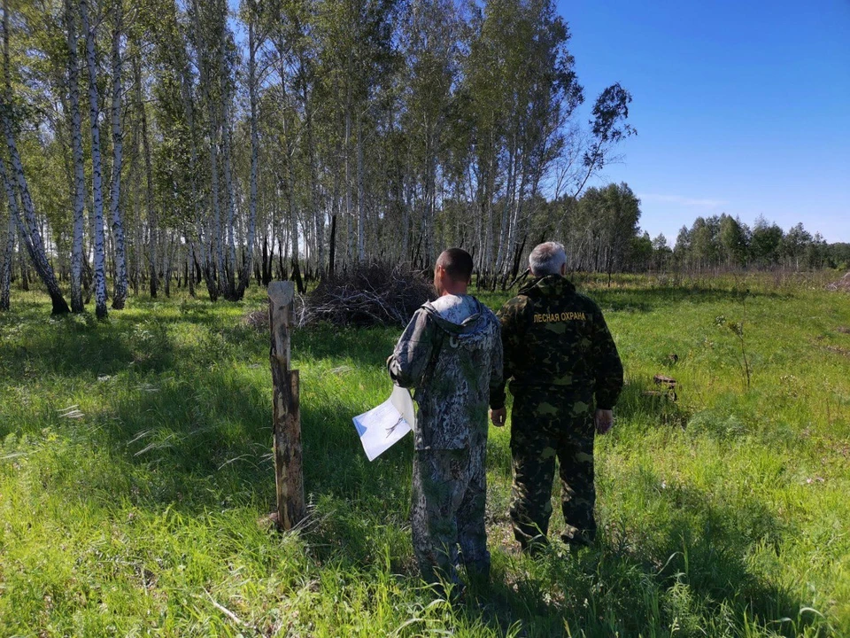 Штрафы увеличили в 10 раз. Фото: Главное управление лесного хозяйства Омской области