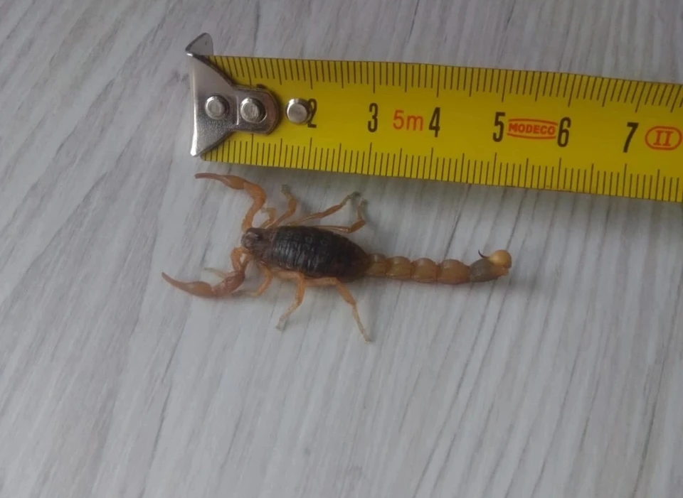 Этот скорпион попал в дом жительницы Калининграда вместе с молодой картошкой.