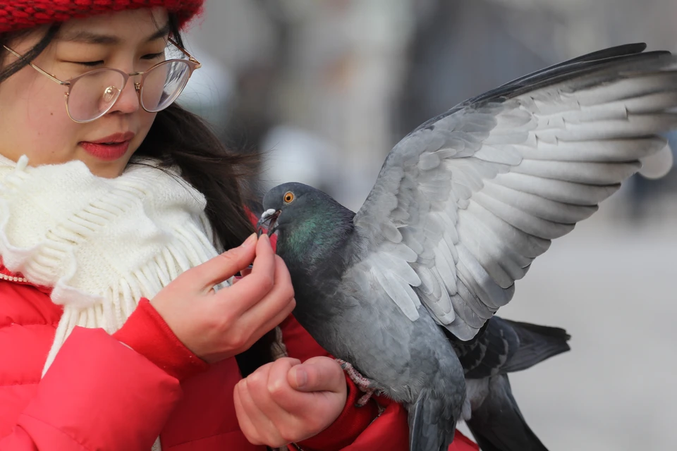Где дети голубей: почему никто не видит птенцов главных городских птиц и как они все-таки выглядят