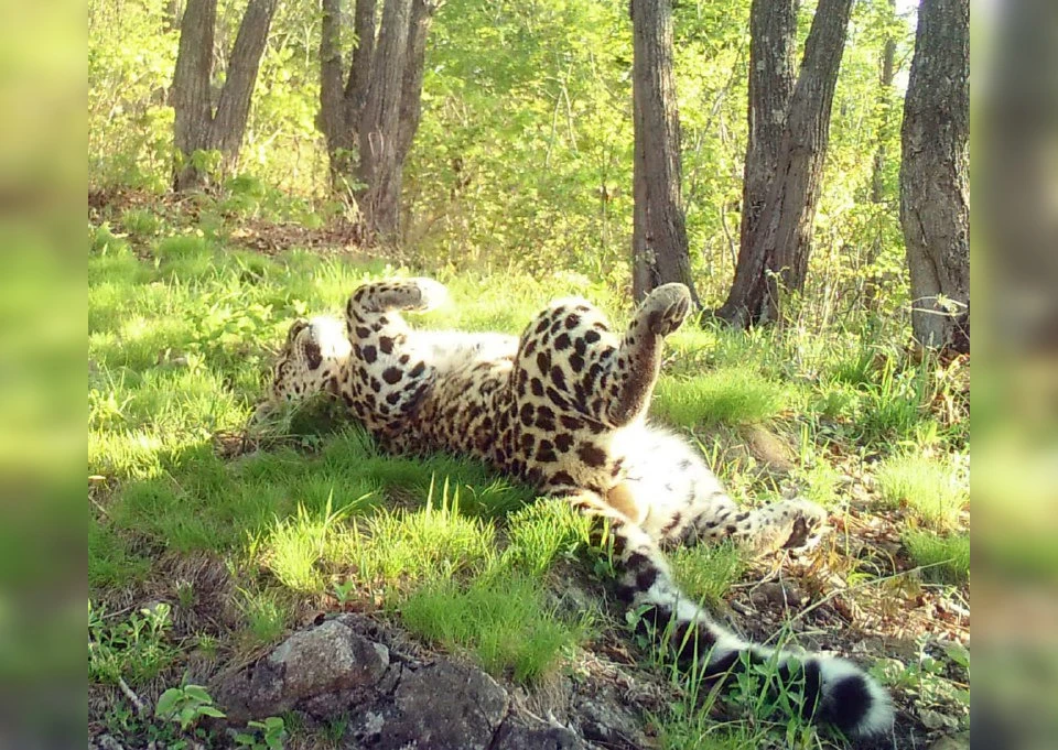 Леопард Маньчжур нежится на солнце. Фото: ФГБУ «Земля леопарда»