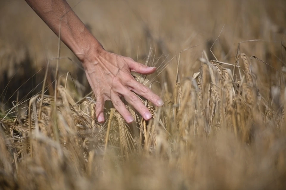 На Украине продали сельхозземель на 2,5 миллиона долларов с начала марта