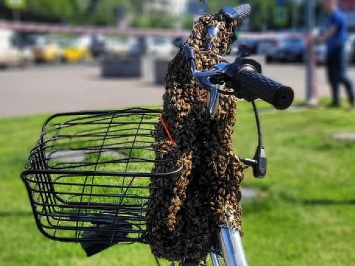 Рой пчел оккупировал велосипед курьера на западе Москвы - KP.RU