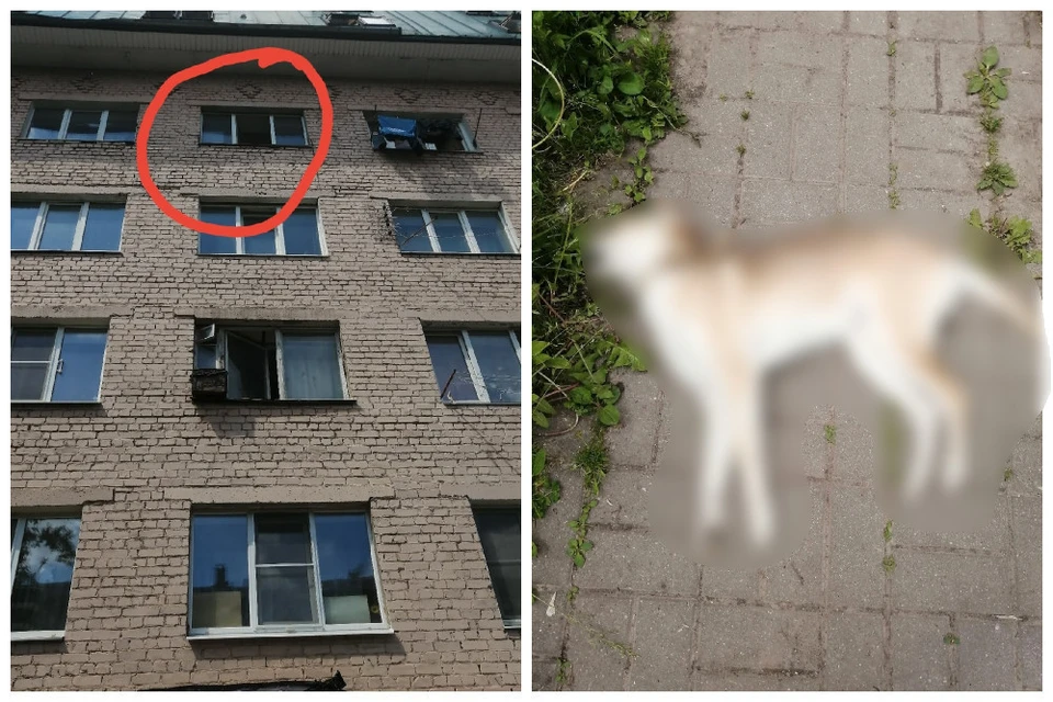 На Крупской в Рязани из окна на пятом этаже выбросили собаку