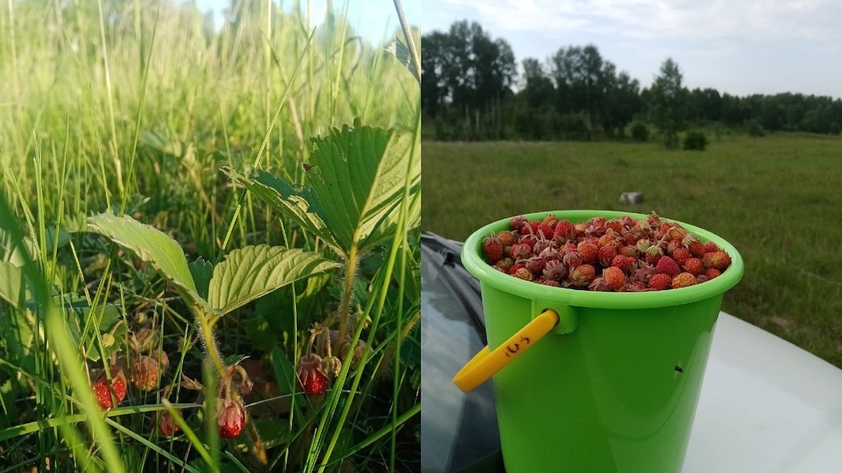 В Новосибирске начали собирать первую дикую клубнику - KP.RU