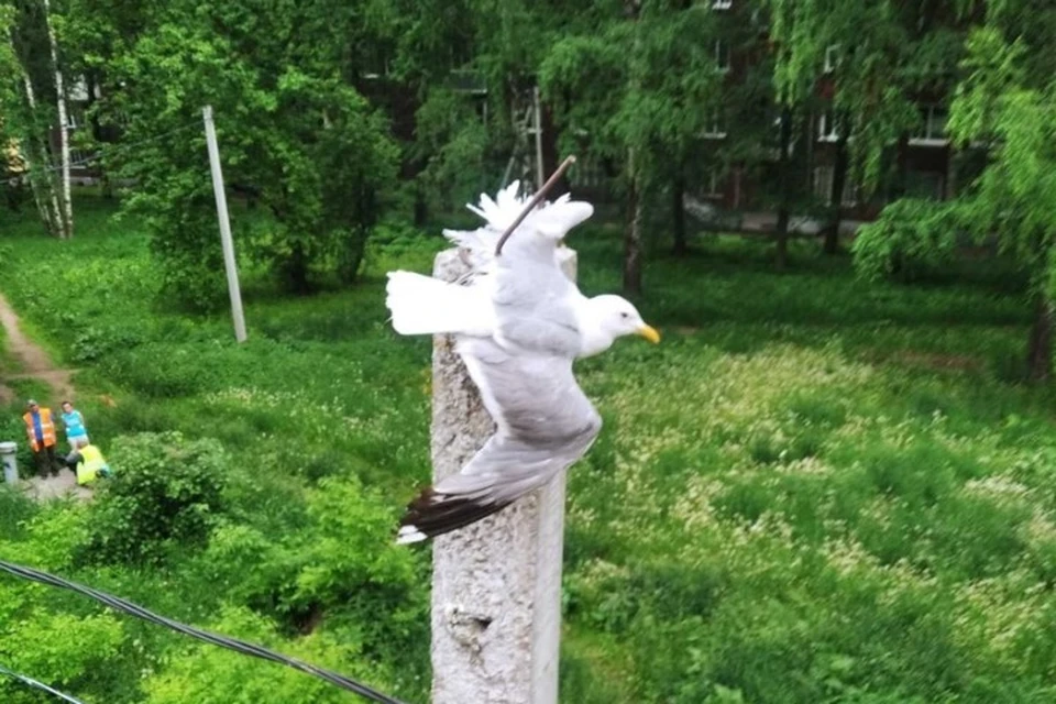 В Ярославле спасали чайку, которая налетела на арматуру. ФОТО: МКУ "Центр гражданской защиты" Ярославля