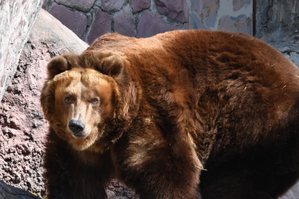 Голодный медведь навел страх на жителей Бурятии