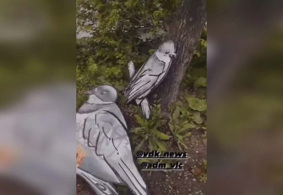 Фото: принтскрин видео, социальные сети