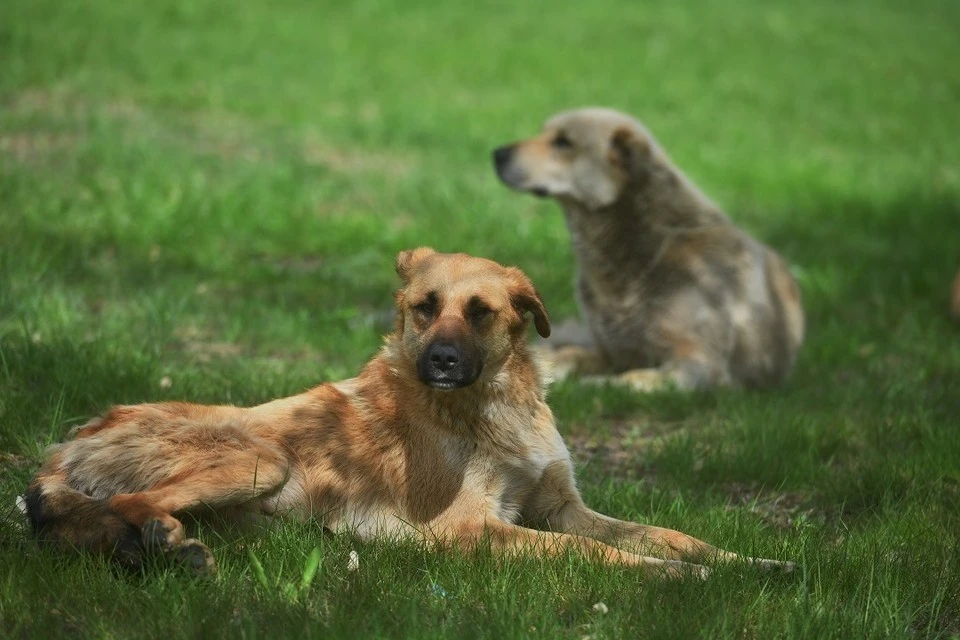 Один из пострадавших псов до сих пор находится в ветеринарной клинике.