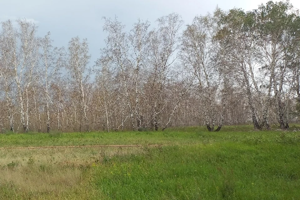 Голые стволы вместо зелени: почему в Воронеже варварски обрезают деревья