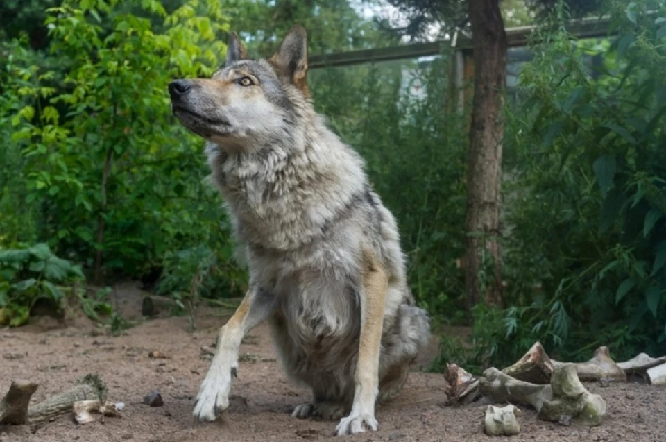 По мнению специалистов, многие бродячие собаки действительно похожи на волков.