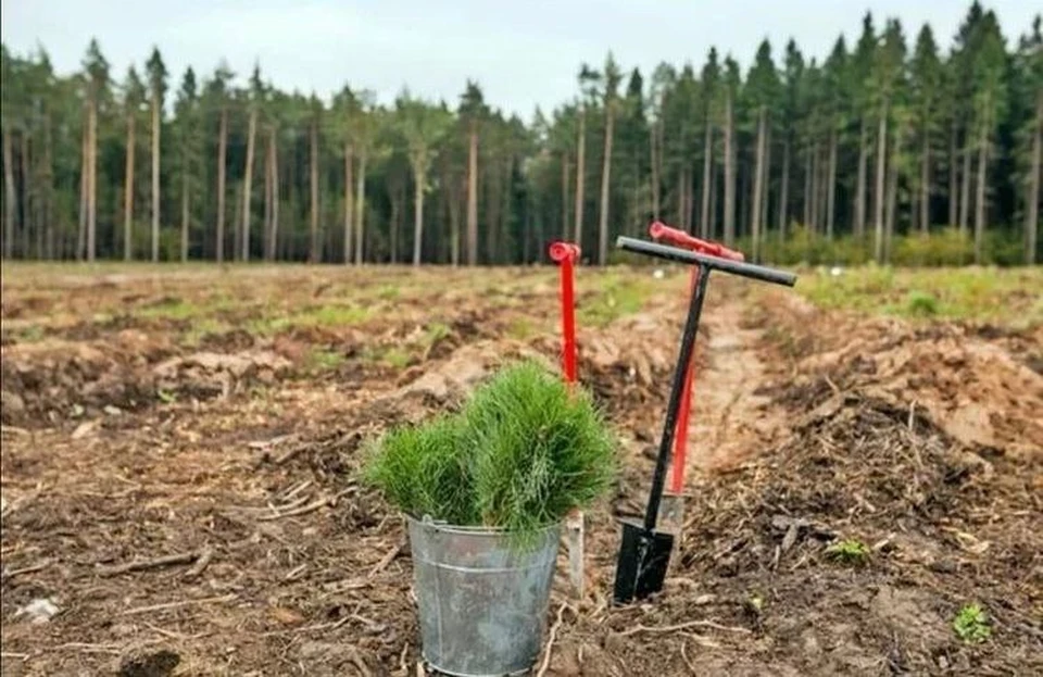 Фото Минлесхоза Нижегородской области
