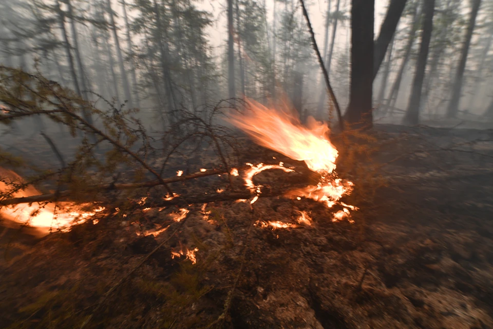 Эрдоган поддержал введение смертной казни для поджигателей лесов.