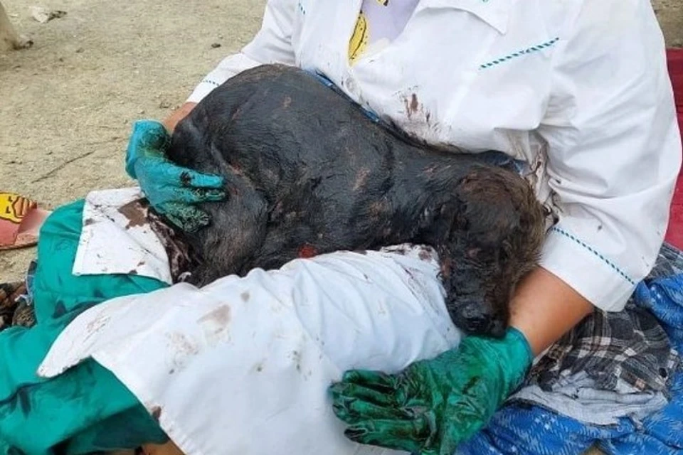На Сахалине пытаются отмыть от битума и залечить ожоги двум спасенным собакам. Фото: Помощь животным. Сахалин
