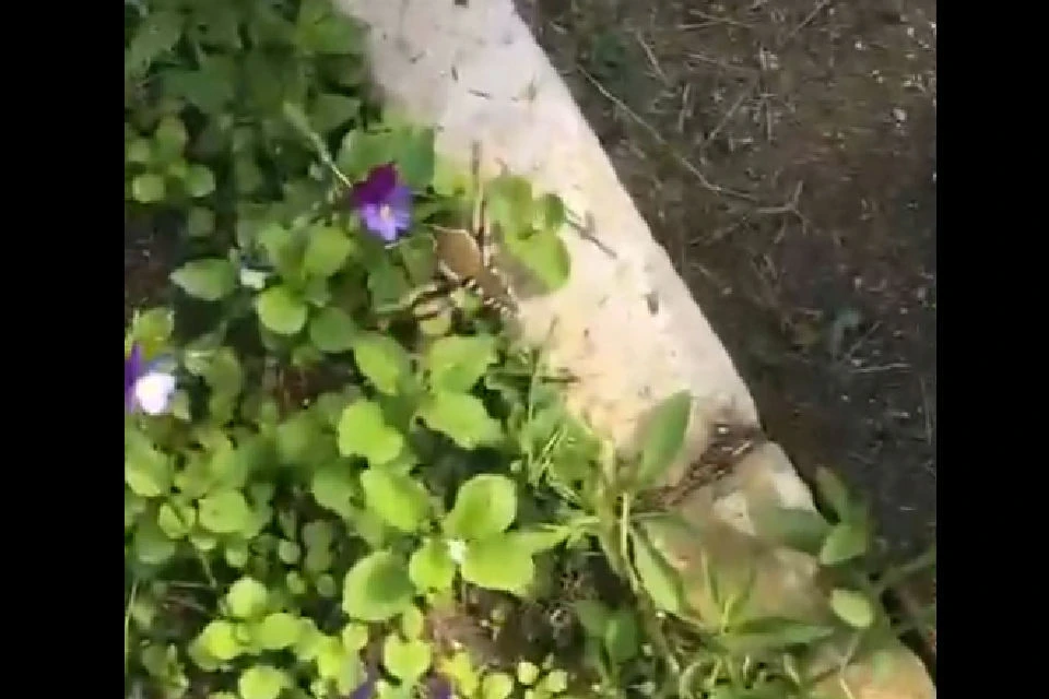 Насекомое действительно очень похоже на маленькую птичку. Фото: скрин видео