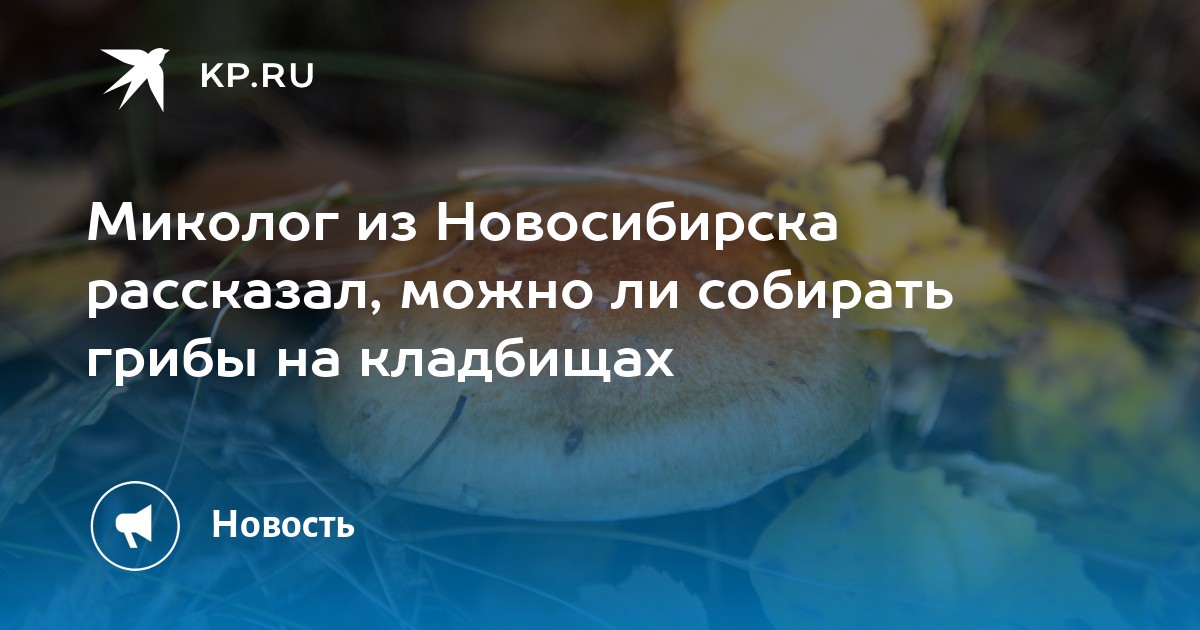 Миколог из Новосибирска рассказал, можно ли собирать грибы на кладбищах ...