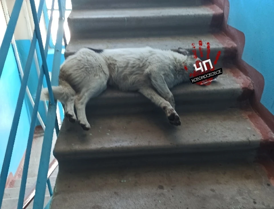 В Новомосковске Тульской области жители пожаловались на массовые отравления собак