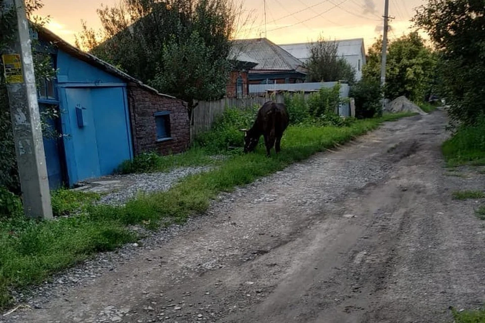 Корова гуляет без хозяина. Фото: предоставлено Анастасией