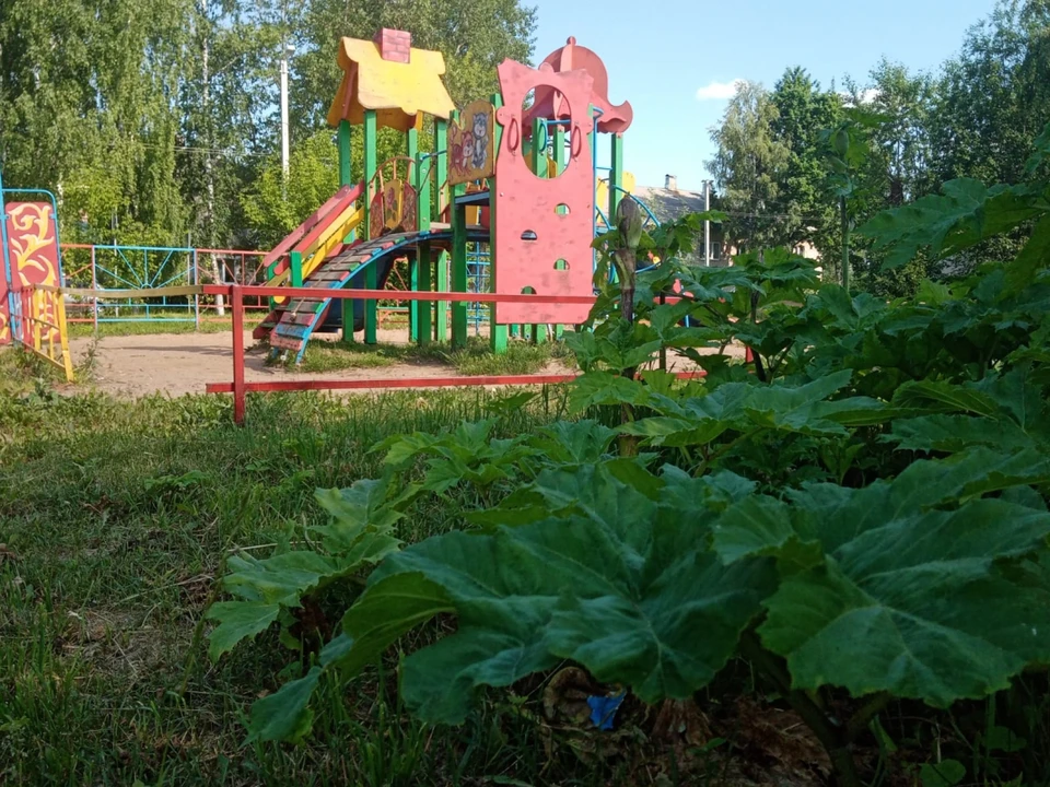 Детская площадка в Бологовском районе заросла борщевиком Фото: onf.ru