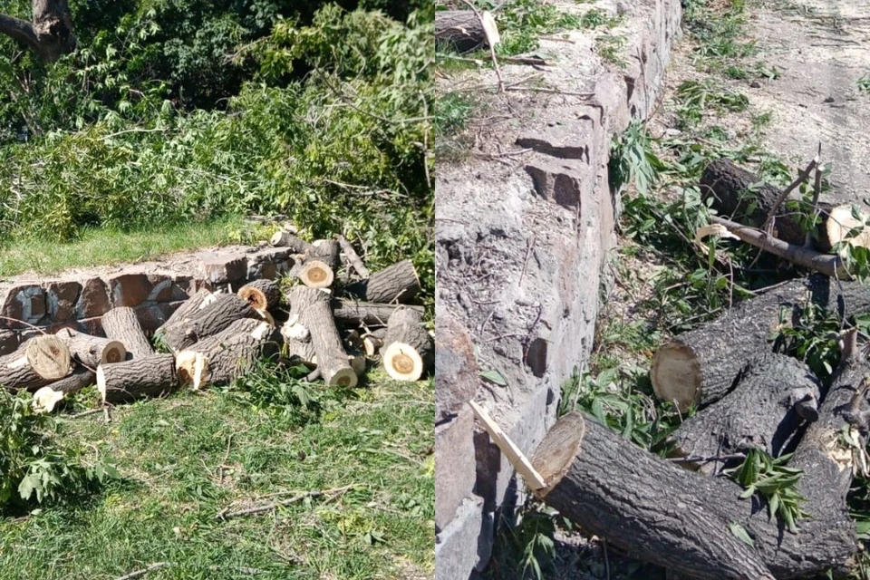 В Новосибирске сносят деревья в Нарымском сквере. Фото: Зеленый Новосибирск.