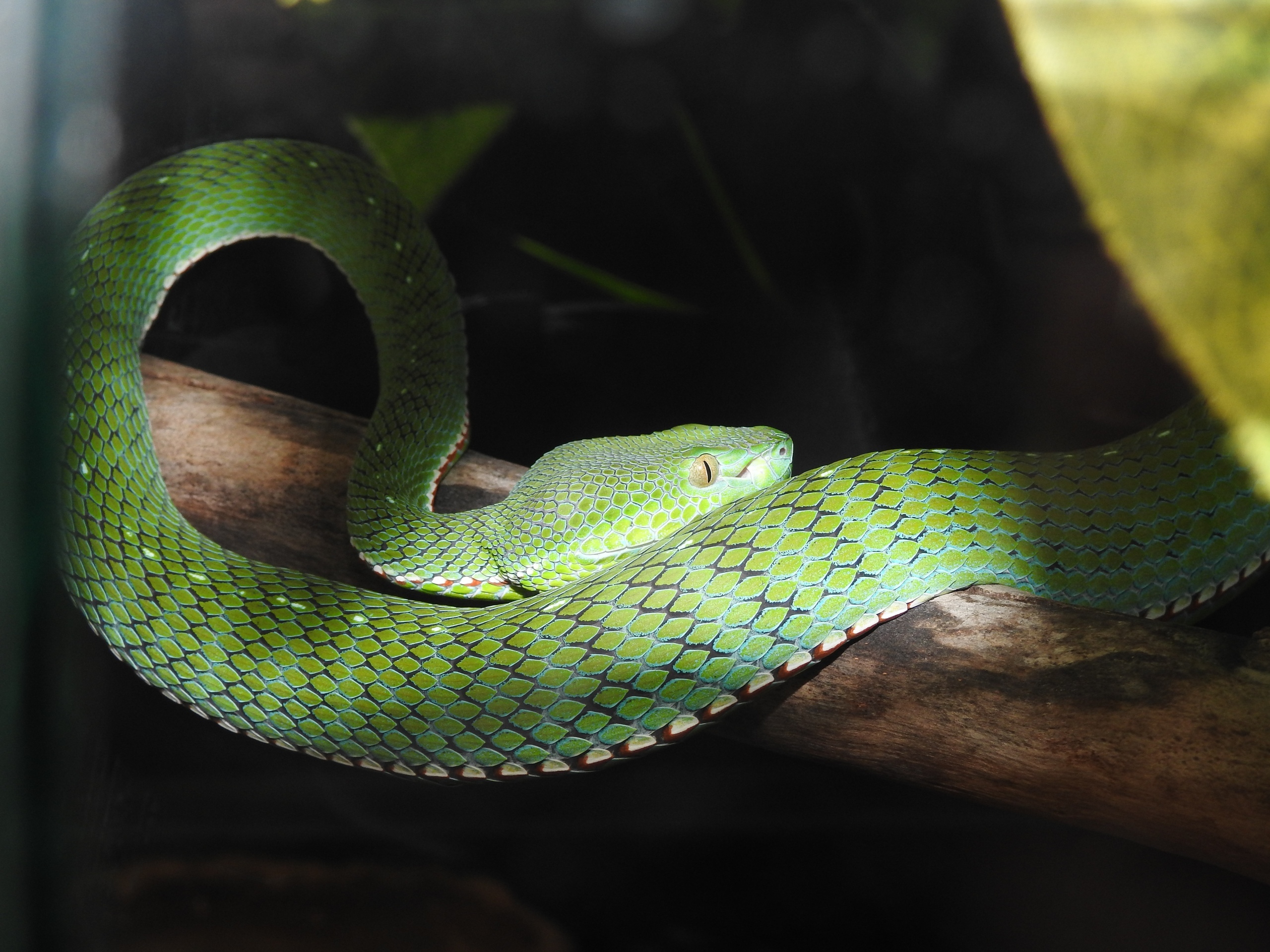 змеи вьетнама описание