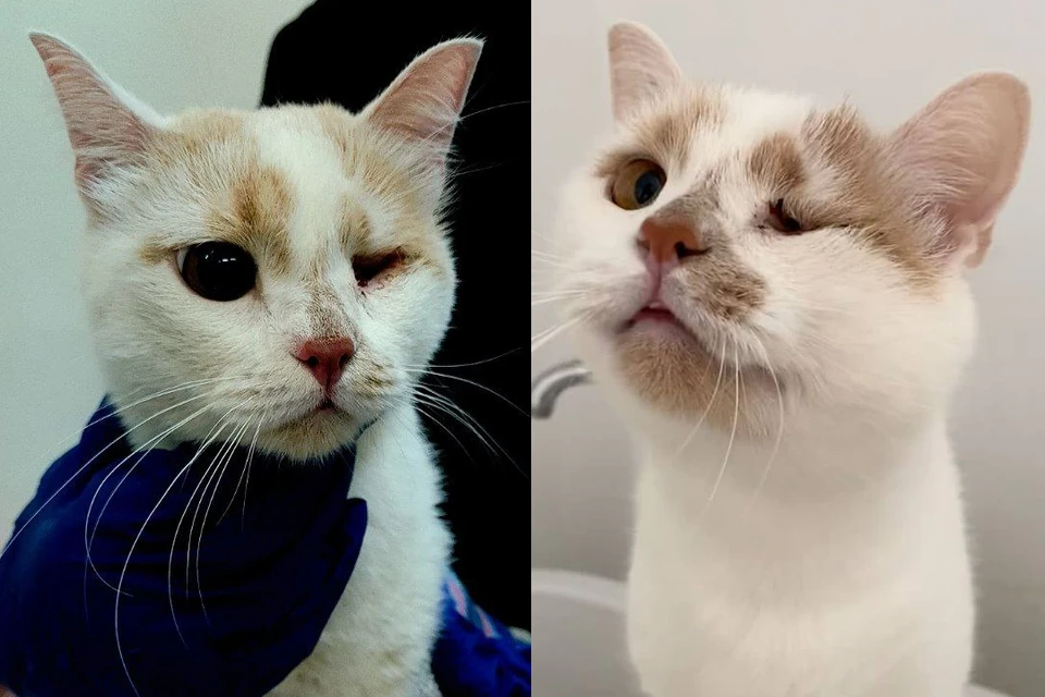 Одноглазому Билли ищут нового хозяина. Фото: t.me/kittikea