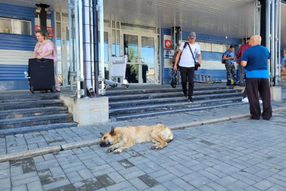 Своры бродячих собак оккупируют территорию аэропорта Иркутска. Фото: предоставлено "КП"-"Иркутск"