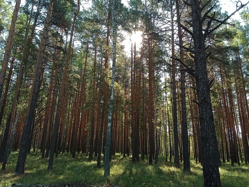 На Ямале до 1 августа продлили ограничения на пребывание граждан в лесах