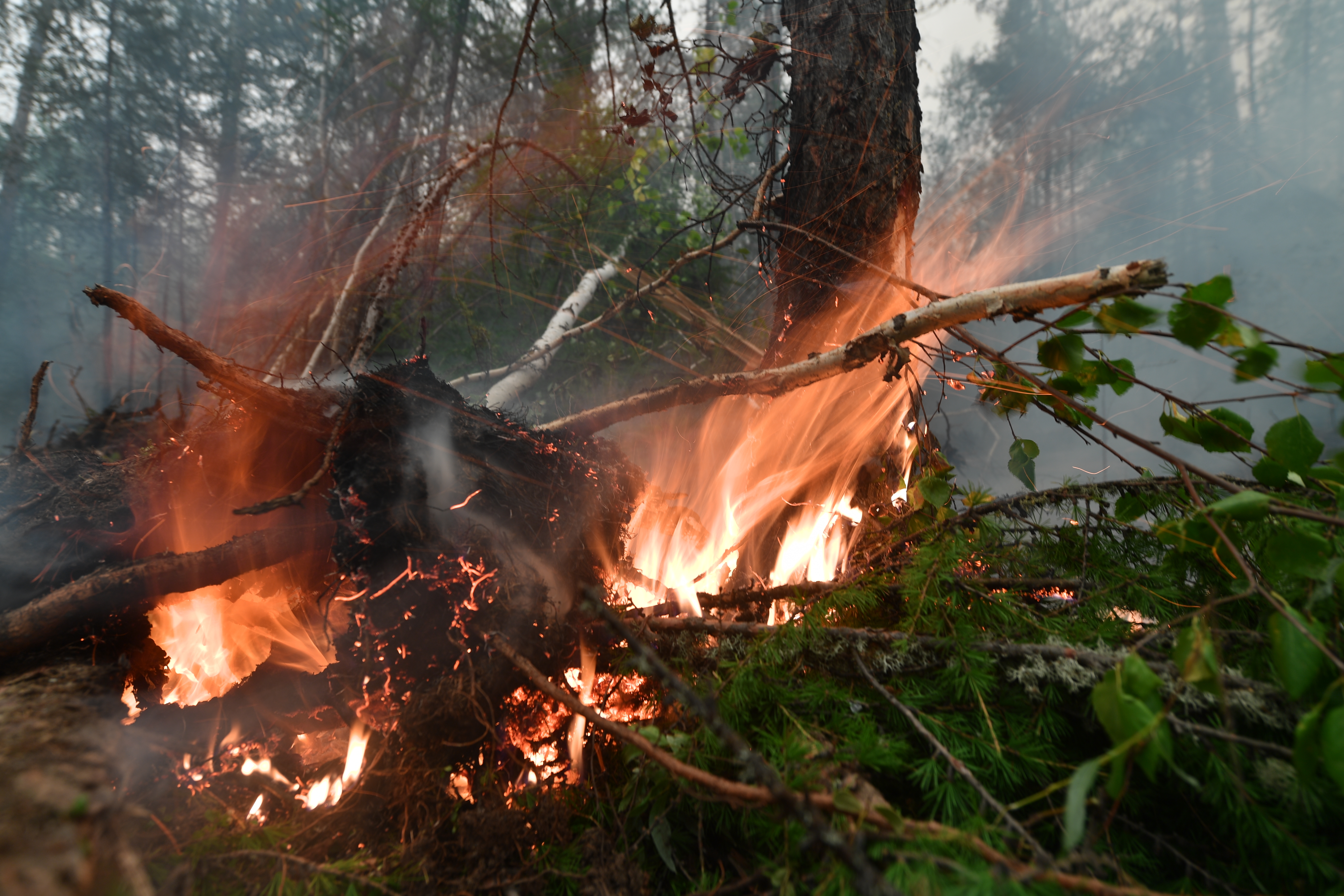 Мокрые леса загорались величественными багряными. Горящие леса. Пожар в лесу. Лес в огне. Лесные пожары в Сибири.
