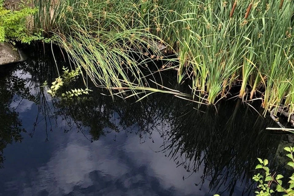 Вода в Темернике угольно-черная. Фото: группа в VK Минприроды Дона