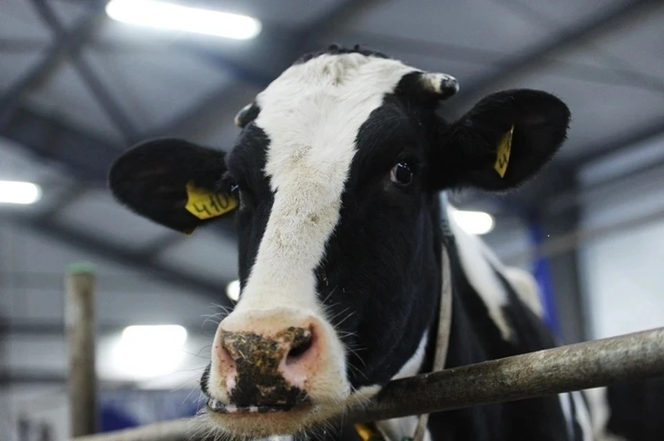 Подмосковные фермеры смогут бесплатно сдавать молоко в лаборатории на анализ