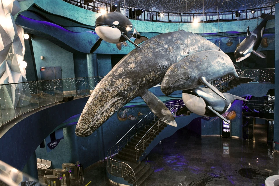 Макеты двух китов встречают гостей в холе океанариума. Фото: vk.com/primorsky_aquarium