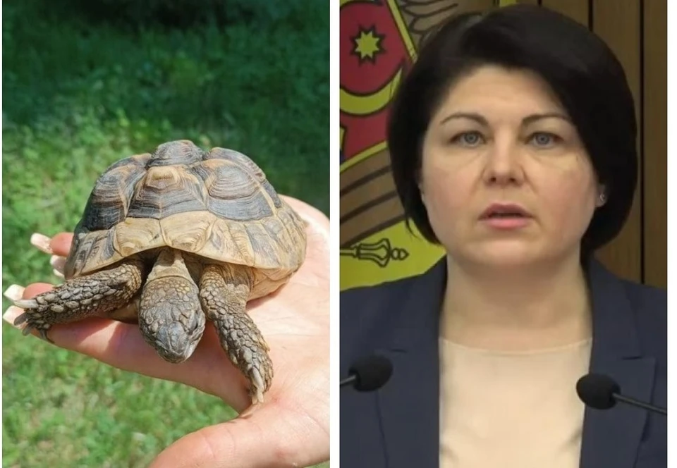 Черепаха (слева) стала популярнее премьер-министра Гаврилицы в день годового отчета кабмина