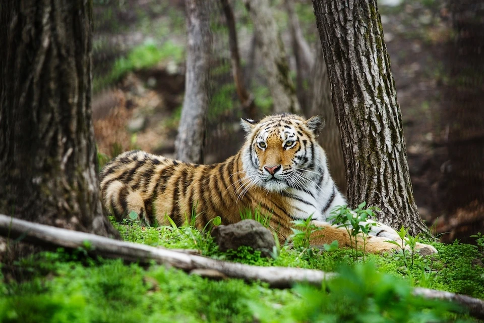 Амурский тигр – символ Дальнего Востока.