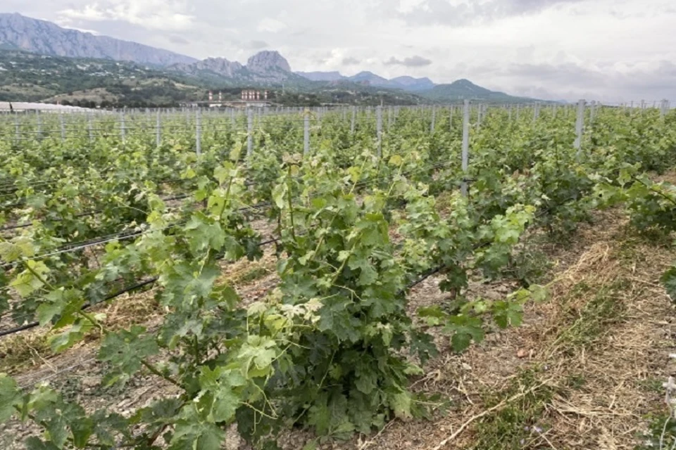В Крыму появится еще одно предприятие по выращиванию винограда для производства шампанских и столовых вин