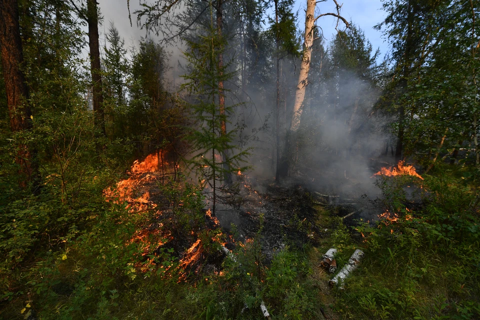 В лесу 2022. Пожар в лесу. Лес после пожара. Дым от лесных пожаров. Дымка от лесных пожаров.